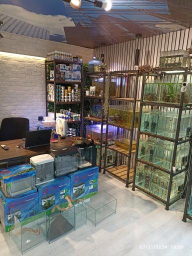 حامد فیش کیپر