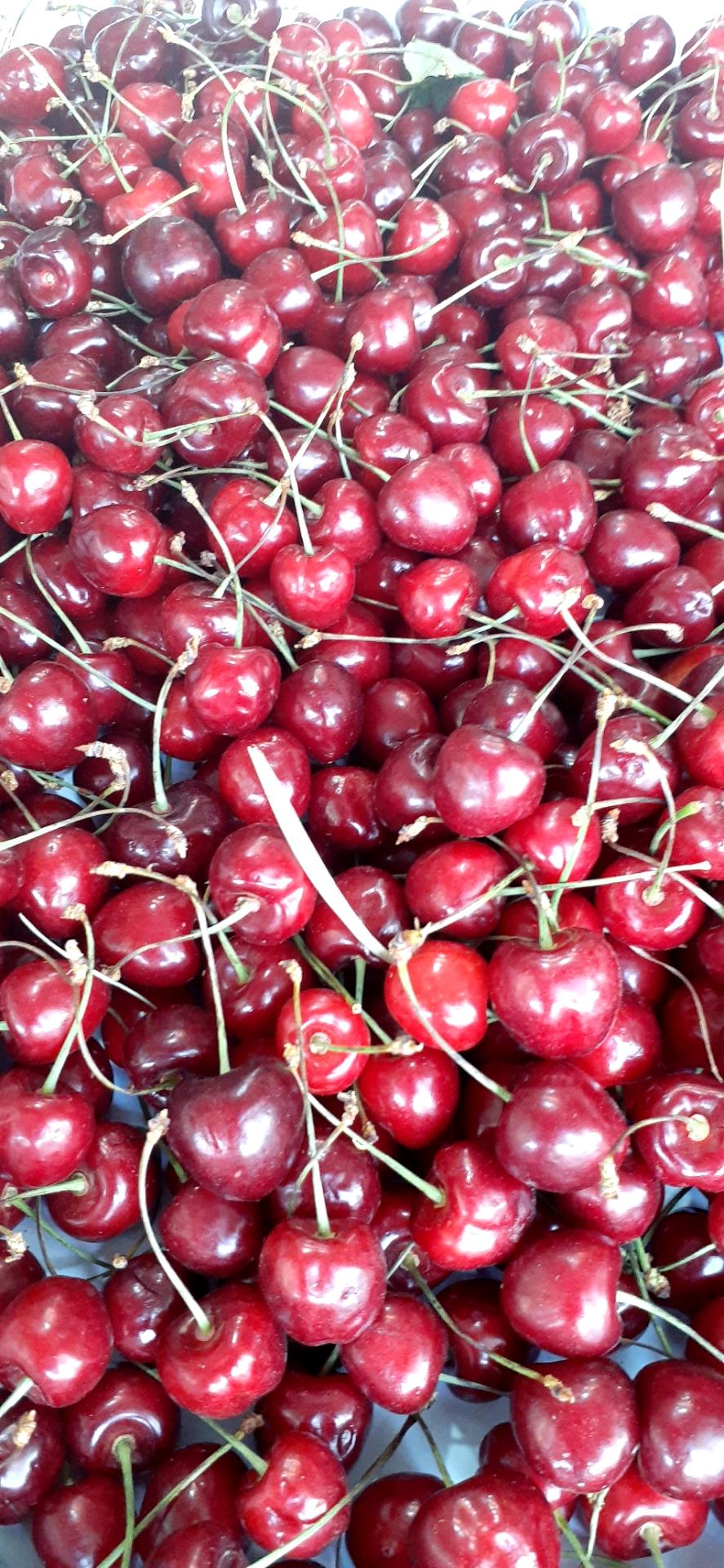 عکس میوه سرای ترش و شیرین