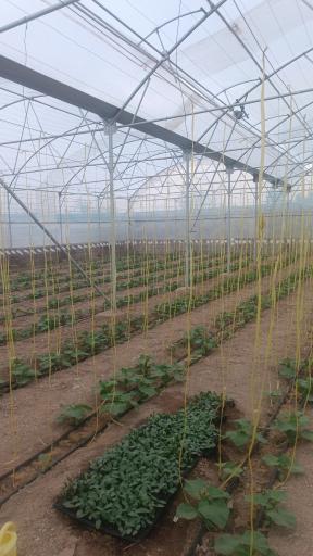 عکس گلخانه حسین مالمیر 