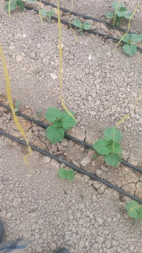 عکس گلخانه حسین مالمیر 