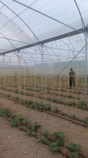 عکس گلخانه حسین مالمیر 