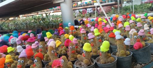 عکس گلخانه حسین مالمیر 