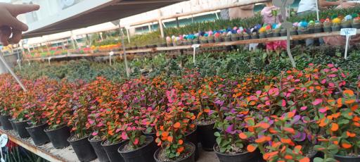 عکس گلخانه حسین مالمیر 