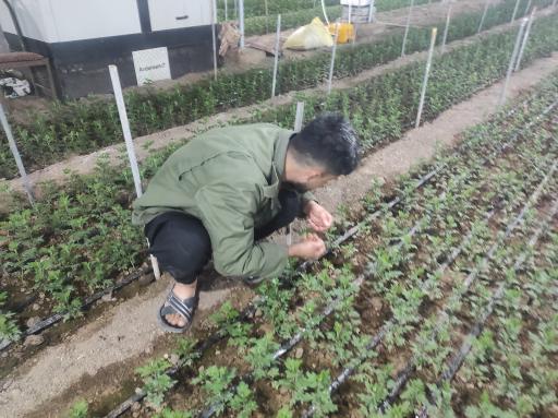 گلخانه حسین مالمیر 