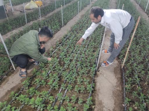 گلخانه حسین مالمیر 