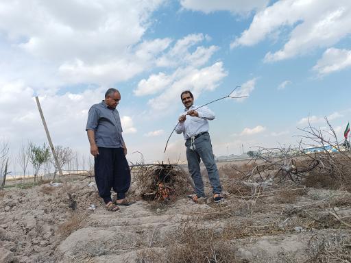 عکس گلخانه حسین مالمیر 