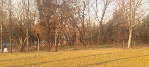 عکس بوستان اقاقیا