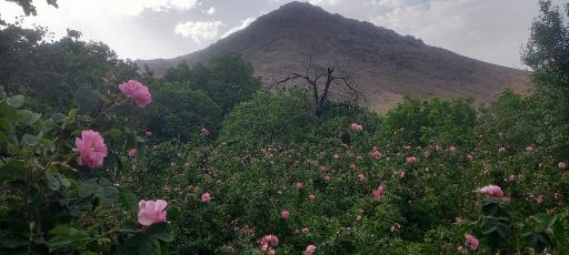 عکس نشلج