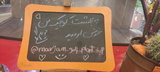 عکس گل و گیاه مریم گلی