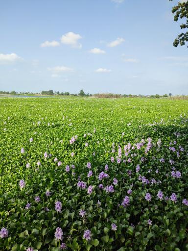 عکس آب بندان آغوزبن