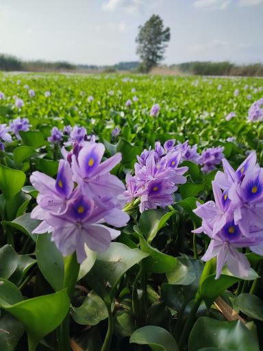 عکس آب بندان آغوزبن