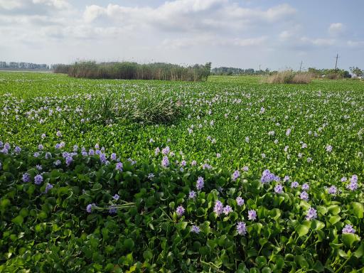 عکس آب بندان آغوزبن