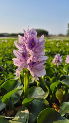 عکس آب بندان آغوزبن