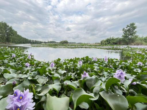 عکس آب بندان آغوزبن