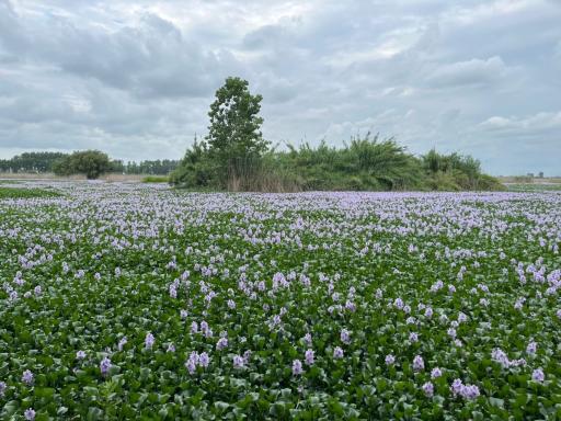عکس آب بندان آغوزبن