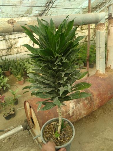 عکس گلخانه باغ بهشت