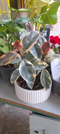 عکس گلخانه دهکده برسا