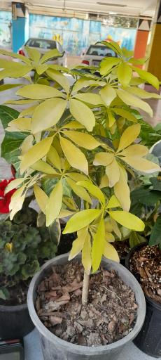 عکس گلخانه دهکده برسا