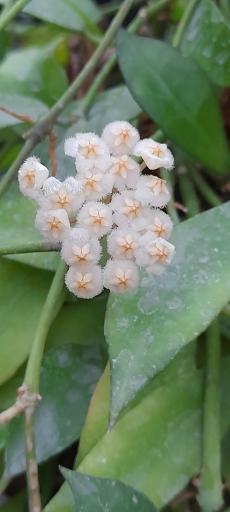 گلخانه دهکده برسا