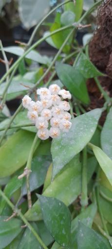 عکس گلخانه دهکده برسا