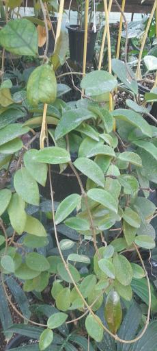 گلخانه دهکده برسا