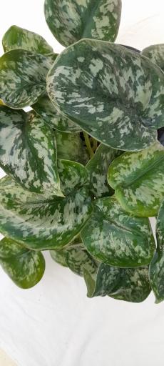 عکس گلخانه دهکده برسا