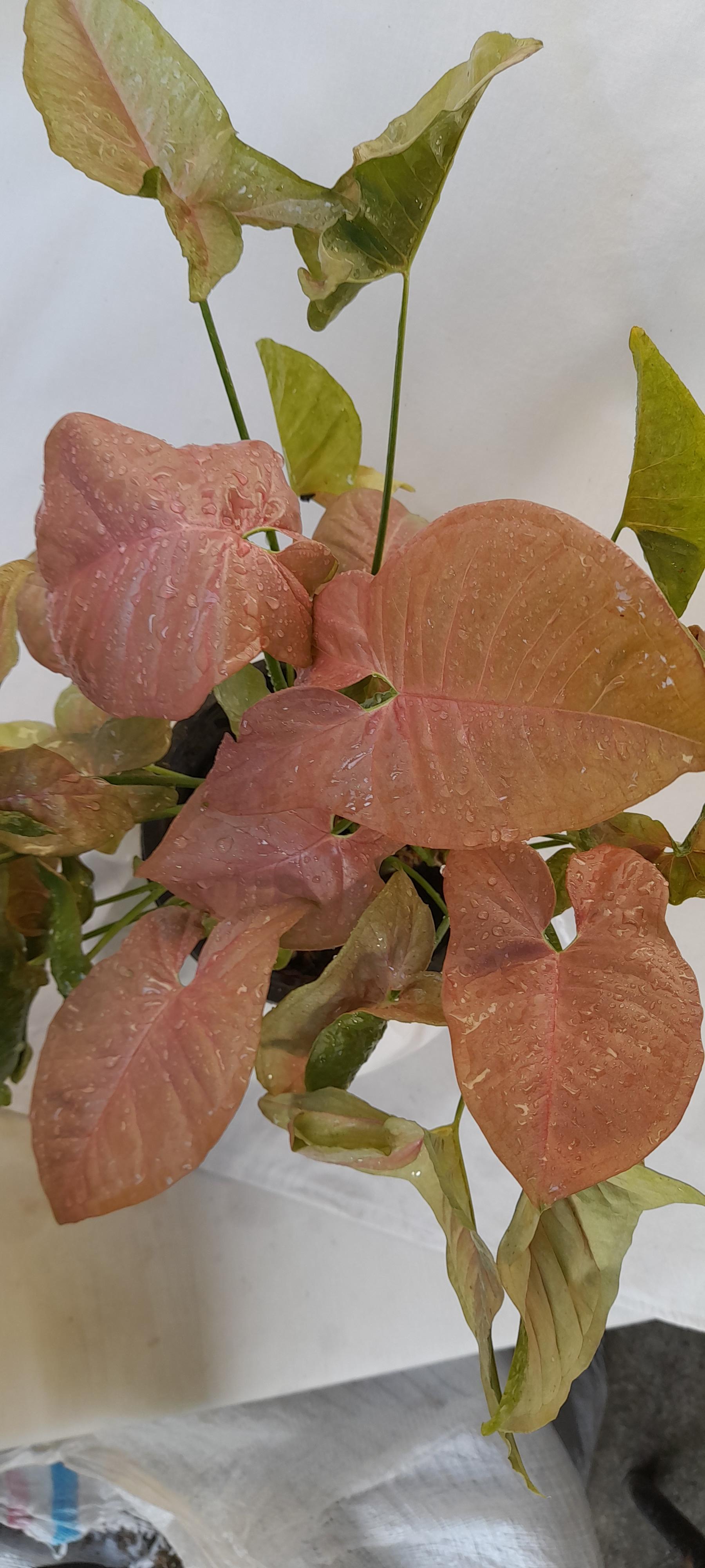 عکس گلخانه دهکده برسا