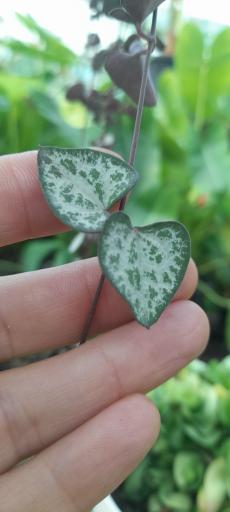 گلخانه دهکده برسا