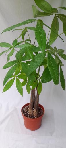 گلخانه دهکده برسا