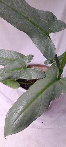 عکس گلخانه دهکده برسا