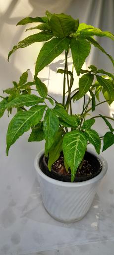 گلخانه دهکده برسا