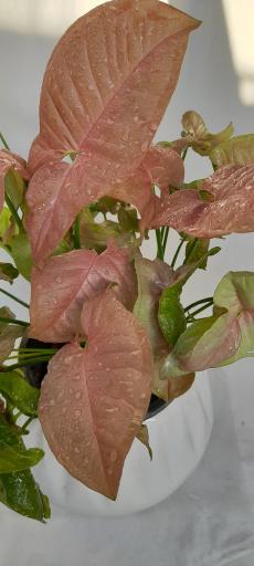 گلخانه دهکده برسا