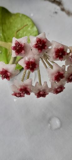 گلخانه دهکده برسا