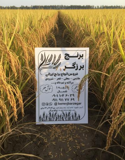 عکس برنج برزگر