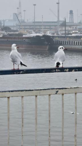 عکس پل قدیمی غازیان