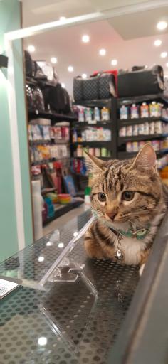 دامپزشکی کالج خانه اصفهان