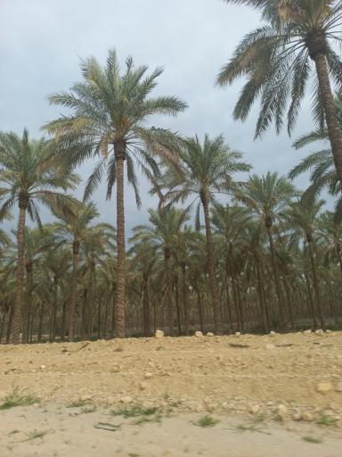 عکس نخلستان های آب پخش