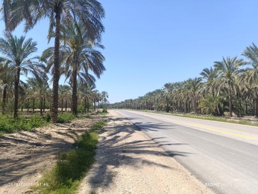 عکس نخلستان های آب پخش