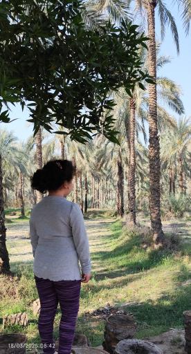 عکس نخلستان های آب پخش
