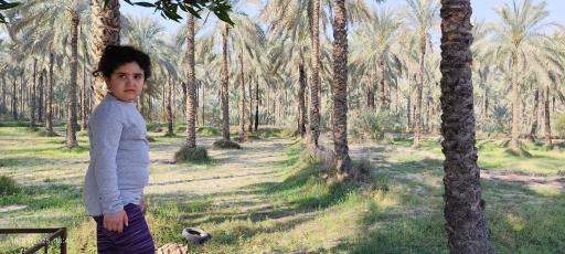عکس نخلستان های آب پخش