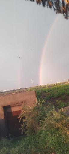 عکس شبیلو