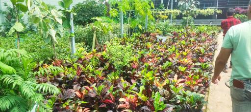 عکس گلخانه ذبیحی