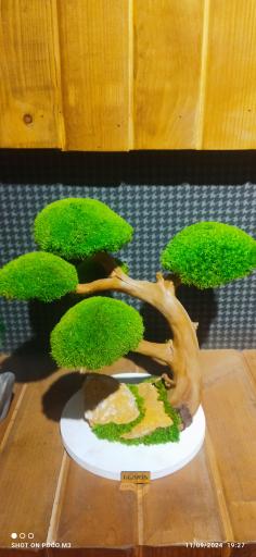 عکس نمایشگاه و فروشگاه تراریوم گلاریس