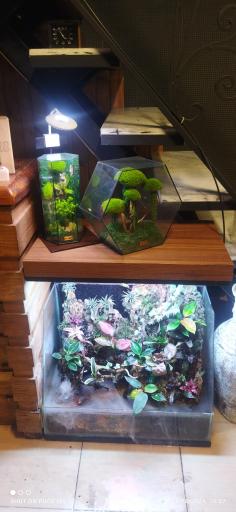 عکس نمایشگاه و فروشگاه تراریوم گلاریس