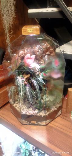 عکس نمایشگاه و فروشگاه تراریوم گلاریس