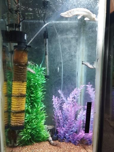 آرایشگاه امیر