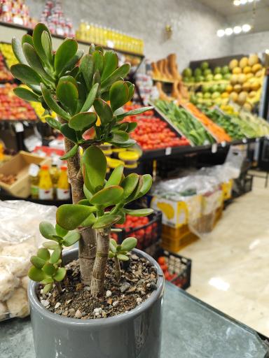 عکس میوه سرای سرگل