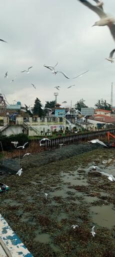 عکس بندر انزلی