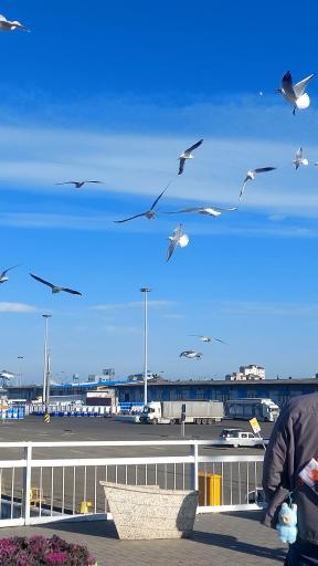 عکس بندر انزلی