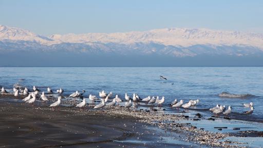 عکس بندر انزلی